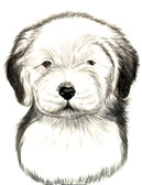 Old English Sheepdog Puppy